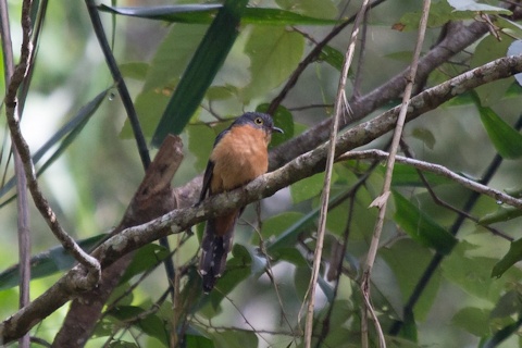 Chestnut-breasted Cuckoo (Cacomantis castaneiventris)